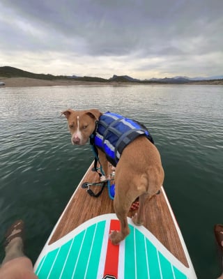 Illustration de l'article : Un chien de refuge profite d&rsquo;une vir&eacute;e avec ses bienfaiteurs pour faire du paddle pour la premi&egrave;re fois de sa vie