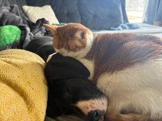 Illustration de l'article : Doublement endeuill&eacute;, ce chat retrouve sa joie de vivre en rencontrant sa nouvelle amie canine dont il devient ins&eacute;parable