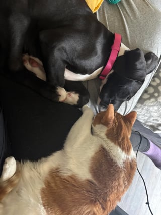 Illustration de l'article : Doublement endeuill&eacute;, ce chat retrouve sa joie de vivre en rencontrant sa nouvelle amie canine dont il devient ins&eacute;parable