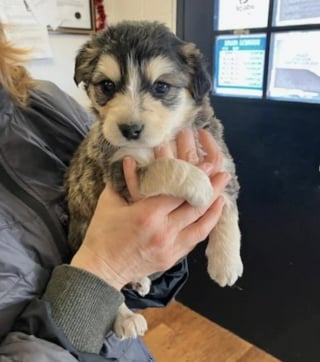 Illustration de l'article : Des organismes de sauvetage se mobilisent et sauvent 7 chiots de race Berger Australien trouv&eacute;s dans une poubelle