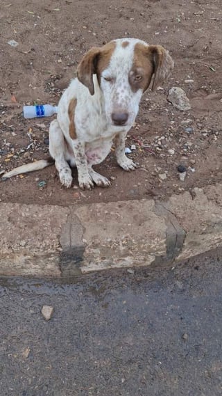 Illustration de l'article : L&rsquo;incroyable parcours de Bobby, le chien marocain tripatte sauv&eacute; des rues et devenu star de cin&eacute;ma dans le premier film produit par J&eacute;r&eacute;my Ferrari (vid&eacute;o)