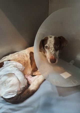 Illustration de l'article : L&rsquo;incroyable parcours de Bobby, le chien marocain tripatte sauv&eacute; des rues et devenu star de cin&eacute;ma dans le premier film produit par J&eacute;r&eacute;my Ferrari (vid&eacute;o)