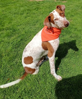 Illustration de l'article : L&rsquo;incroyable parcours de Bobby, le chien marocain tripatte sauv&eacute; des rues et devenu star de cin&eacute;ma dans le premier film produit par J&eacute;r&eacute;my Ferrari (vid&eacute;o)