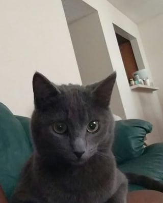 Illustration de l'article : Autrefois hostile aux félins cet homme fonde une association de sauvetage après avoir rencontré et sauvé ce chaton gris