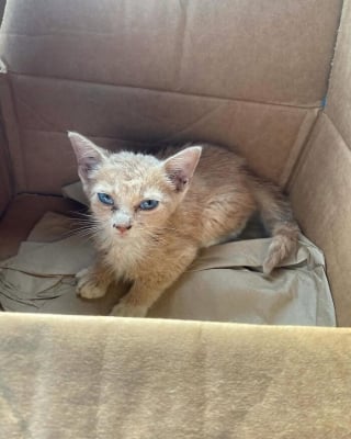 Illustration de l'article : Autrefois hostile aux félins cet homme fonde une association de sauvetage après avoir rencontré et sauvé ce chaton gris