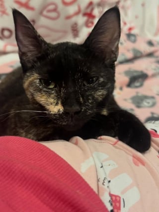 Illustration de l'article : Autrefois hostile aux félins cet homme fonde une association de sauvetage après avoir rencontré et sauvé ce chaton gris