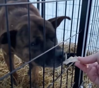 Illustration de l'article : Cach&eacute;s sous les ruines d&rsquo;une maison, 2 chiens ont &eacute;t&eacute; secourus par une &eacute;quipe de sauvetage et sont d&eacute;sormais en s&eacute;curit&eacute; (vid&eacute;o)