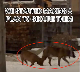 Illustration de l'article : Cach&eacute;s sous les ruines d&rsquo;une maison, 2 chiens ont &eacute;t&eacute; secourus par une &eacute;quipe de sauvetage et sont d&eacute;sormais en s&eacute;curit&eacute; (vid&eacute;o)