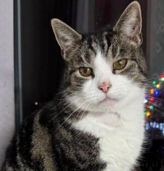 Illustration de l'article : Abandonn&eacute; &agrave; l&rsquo;&acirc;ge de 15 ans, ce chat &acirc;g&eacute; trouve un foyer aimant o&ugrave; couler des jours heureux (vid&eacute;o)