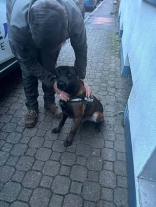 Illustration de l'article : Frapp&eacute; &agrave; coups de pelle parce qu'il &laquo; n'&eacute;coute rien &raquo;, ce Malinois r&eacute;apprend &agrave; se sentir en s&eacute;curit&eacute; apr&egrave;s son sauvetage