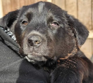 Illustration de l'article : &laquo; J&rsquo;ai eu l&rsquo;impression qu&rsquo;il me manquait quelque chose &raquo;, une femme sauve un chiot et se rend compte qu&rsquo;elle ne peut pas poursuivre sa route sans lui