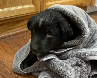 Illustration de l'article : &laquo; J&rsquo;ai eu l&rsquo;impression qu&rsquo;il me manquait quelque chose &raquo;, une femme sauve un chiot et se rend compte qu&rsquo;elle ne peut pas poursuivre sa route sans lui