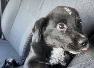 Illustration de l'article : &laquo; J&rsquo;ai eu l&rsquo;impression qu&rsquo;il me manquait quelque chose &raquo;, une femme sauve un chiot et se rend compte qu&rsquo;elle ne peut pas poursuivre sa route sans lui