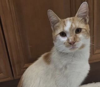 Illustration de l'article : Incapable de survivre dehors ce chat roux suit les passants jusqu'&agrave; &ecirc;tre secouru par une habitante