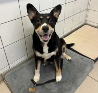 Illustration de l'article : Abandonnée gestante, cette chienne croisée Border Collie donne naissance à 7 chiots avant d'être enfin adoptée