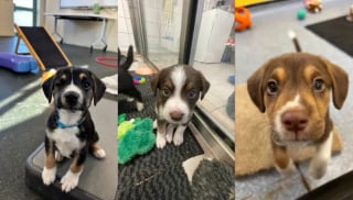 Illustration de l'article : Abandonnée gestante, cette chienne croisée Border Collie donne naissance à 7 chiots avant d'être enfin adoptée