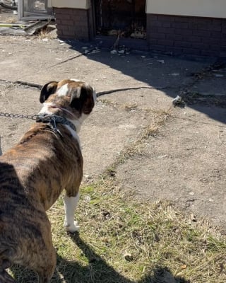 Illustration de l'article : &laquo; Il sent quelque chose l&agrave;-dessous &raquo;, il sauve une femme d&rsquo;une maison en feu, puis son chien aide &agrave; retrouver un chien pi&eacute;g&eacute; au sous-sol