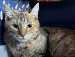 Illustration de l'article : Sentant la naissance de ses chatons approcher, une chatte errante d&eacute;cide de faire confiance aux sauveteurs en leur demandant de l&rsquo;aide (vid&eacute;o)