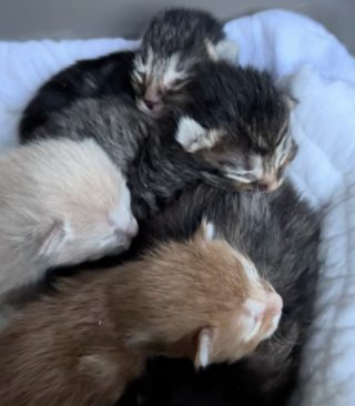 Illustration de l'article : Sentant la naissance de ses chatons approcher, une chatte errante d&eacute;cide de faire confiance aux sauveteurs en leur demandant de l&rsquo;aide (vid&eacute;o)