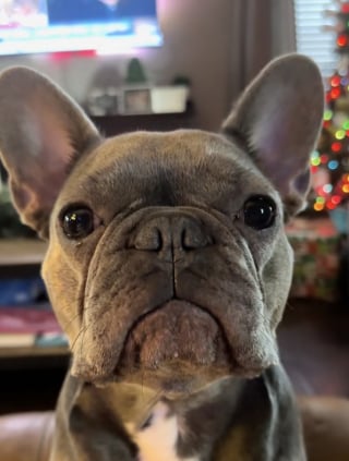 Illustration de l'article : &laquo; Elle appuie dessus plusieurs fois par jour &raquo;, cette petite chienne ne cesse de r&eacute;clamer un massages des pattes gr&acirc;ce &agrave; un bouton vocal (vid&eacute;o)