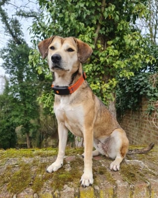 Illustration de l'article : Avis Weenect XT : notre test du collier GPS pour chien permettant de suivre tous les mouvements de votre compagnon en temps r&eacute;el