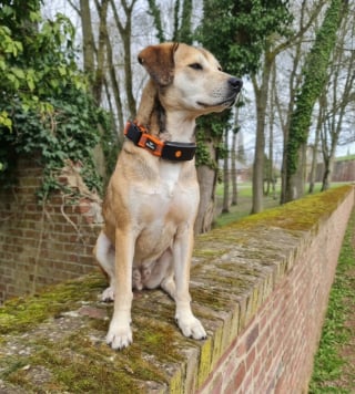 Illustration de l'article : Avis Weenect XT : notre test du collier GPS pour chien permettant de suivre tous les mouvements de votre compagnon en temps r&eacute;el