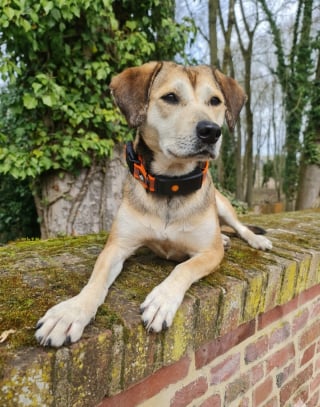 Illustration de l'article : Avis Weenect XT : notre test du collier GPS pour chien permettant de suivre tous les mouvements de votre compagnon en temps r&eacute;el