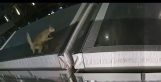 Illustration de l'article : Un chien atterrit inexplicablement sur la tente d&rsquo;une distillerie et passe la nuit dans le froid, des employ&eacute;s arriv&eacute;s le matin le sauvent