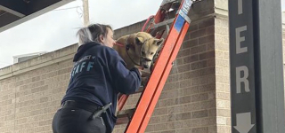 Illustration de l'article : Un chien atterrit inexplicablement sur la tente d&rsquo;une distillerie et passe la nuit dans le froid, des employ&eacute;s arriv&eacute;s le matin le sauvent