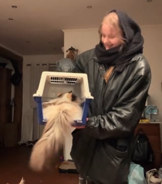 Illustration de l'article : « Préoccupée pour sa santé » cette Maine Coon observe sa sœur Ragdoll qui refuse obstinément de quitter sa cage adorée (vidéo)