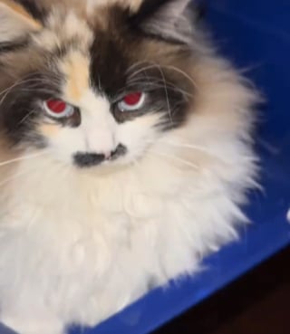 Illustration de l'article : « Préoccupée pour sa santé » cette Maine Coon observe sa sœur Ragdoll qui refuse obstinément de quitter sa cage adorée (vidéo)