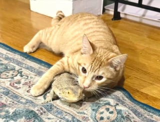 Illustration de l'article : Un chat roux s'aventure dans le terrarium d'un l&eacute;zard pogona et se lie d'amiti&eacute; avec lui (vid&eacute;o)