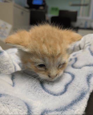 Illustration de l'article : &laquo; Il a sauv&eacute; les chatons d'un sort terrible &raquo;, un employ&eacute; entend des miaulements sous du carton et change 5 vies