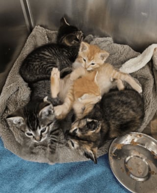 Illustration de l'article : &laquo; Il a sauv&eacute; les chatons d'un sort terrible &raquo;, un employ&eacute; entend des miaulements sous du carton et change 5 vies