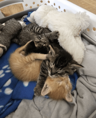 Illustration de l'article : &laquo; Il a sauv&eacute; les chatons d'un sort terrible &raquo;, un employ&eacute; entend des miaulements sous du carton et change 5 vies