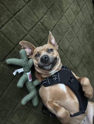 Illustration de l'article : &laquo; Elle adore sa nouvelle vie &raquo;, d&eacute;sorient&eacute;e &agrave; son arriv&eacute;e, cette chienne se transforme en seulement 24 heures gr&acirc;ce &agrave; l'amour