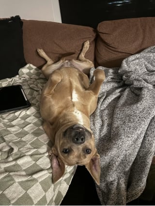 Illustration de l'article : &laquo; Elle adore sa nouvelle vie &raquo;, d&eacute;sorient&eacute;e &agrave; son arriv&eacute;e, cette chienne se transforme en seulement 24 heures gr&acirc;ce &agrave; l'amour