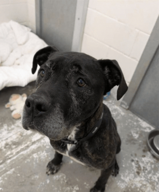 Illustration de l'article : Apr&egrave;s 50 jours d'attente, ce chien portant &laquo; le poids d&rsquo;un pass&eacute; difficile &raquo; vit un coup de foudre qui change sa vie