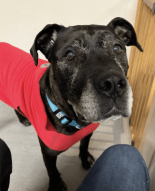 Illustration de l'article : Apr&egrave;s 50 jours d'attente, ce chien portant &laquo; le poids d&rsquo;un pass&eacute; difficile &raquo; vit un coup de foudre qui change sa vie