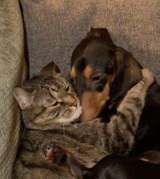 Illustration de l'article : V&eacute;ritables &acirc;mes soeurs, ce Teckel et ce chat n'oublient jamais de se faire un c&acirc;lin tous les soirs (vid&eacute;o)