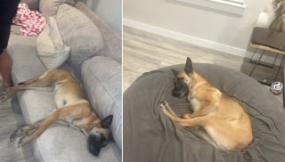 Illustration de l'article : Des escrocs r&eacute;clament pr&egrave;s de 1 500 euros &agrave; une famille pour rendre leur chienne Malinois disparue