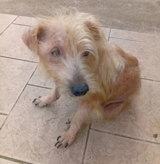 Illustration de l'article : Apr&egrave;s des ann&eacute;es de privation, ce chien n&eacute;glig&eacute; re&ccedil;oit enfin ses premiers soins v&eacute;t&eacute;rinaires et d&eacute;couvre un environnement s&ucirc;r