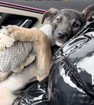 Illustration de l'article : &laquo; Son doudou de soutien &eacute;motionnel &raquo;, ce chiot op&eacute;r&eacute; trouve le meilleur des r&eacute;conforts dans sa peluche pr&eacute;f&eacute;r&eacute;e qu'il serre contre lui (vid&eacute;o)