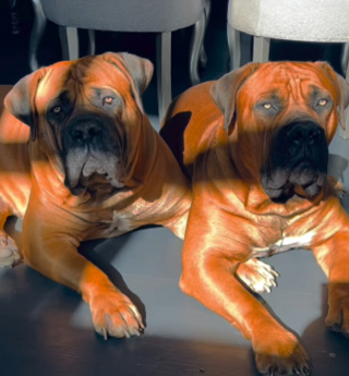 Illustration de l'article : Un chien endeuill&eacute; trouve du r&eacute;confort en s&rsquo;allongeant chaque jour devant la photo de son fr&egrave;re disparu (vid&eacute;o)