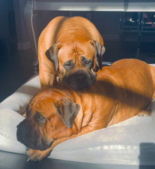 Illustration de l'article : Un chien endeuill&eacute; trouve du r&eacute;confort en s&rsquo;allongeant chaque jour devant la photo de son fr&egrave;re disparu (vid&eacute;o)