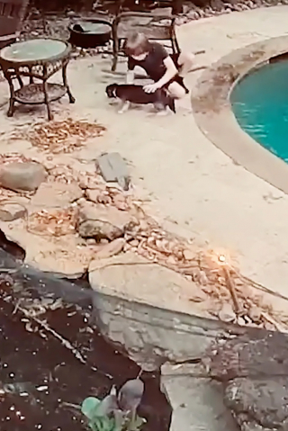 Illustration de l'article : Apr&egrave;s une chute dans la piscine, ce chien &eacute;chappe de justesse &agrave; la noyade gr&acirc;ce &agrave; l&rsquo;intervention rapide de son jeune ma&icirc;tre (vid&eacute;o)