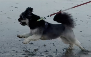 Illustration de l'article : Apr&egrave;s une chute dans la piscine, ce chien &eacute;chappe de justesse &agrave; la noyade gr&acirc;ce &agrave; l&rsquo;intervention rapide de son jeune ma&icirc;tre (vid&eacute;o)