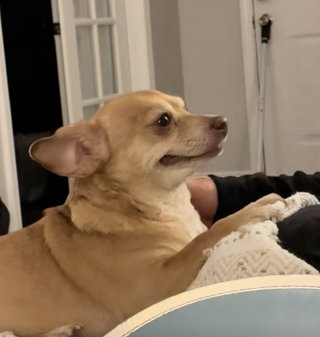 Illustration de l'article : Sauvée d'un quotidien difficile, cette petite chienne semble remercier sa nouvelle famille avec un grand sourire (vidéo)