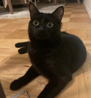 Illustration de l'article : Ils regardent dans une benne &agrave; ordures et d&eacute;couvrent un petit chaton malnutri et br&ucirc;l&eacute; par le soleil qui n&rsquo;attendait que d&rsquo;&ecirc;tre sauv&eacute;