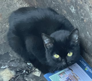 Illustration de l'article : Ils regardent dans une benne &agrave; ordures et d&eacute;couvrent un petit chaton malnutri et br&ucirc;l&eacute; par le soleil qui n&rsquo;attendait que d&rsquo;&ecirc;tre sauv&eacute;